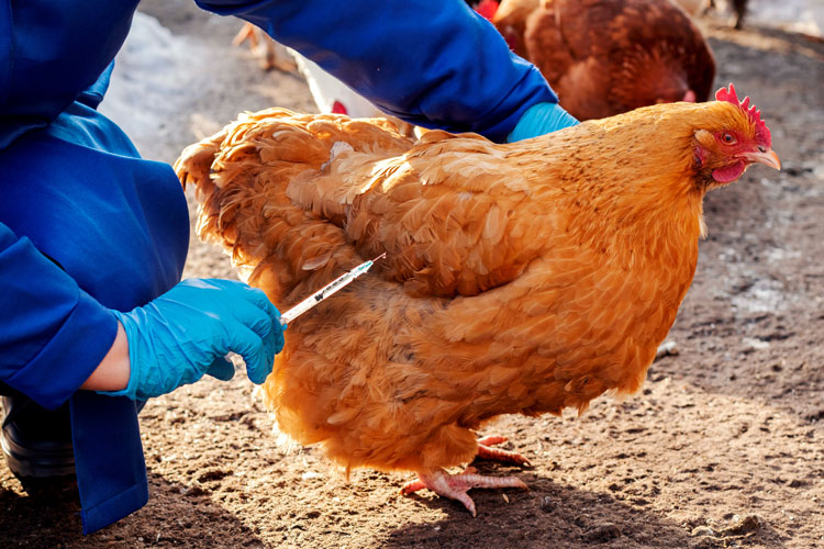chicken having injection for food safety hazards article