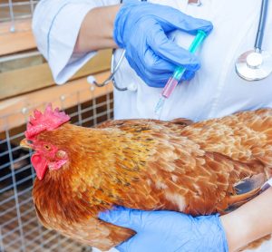 vaccinations have improved animal health