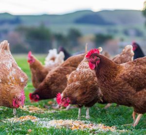 Scientists develop parasite detection system for poultry farms