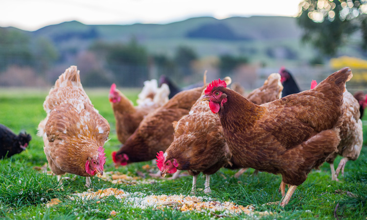 Scientists develop parasite detection system for poultry farms