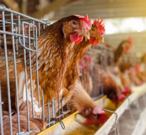 Study tests Campylobacter resistance in chickens