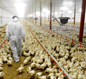 chicken-farm-Chlorinated-chicken