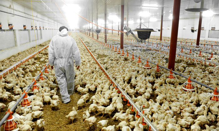 chicken-farm-Chlorinated-chicken