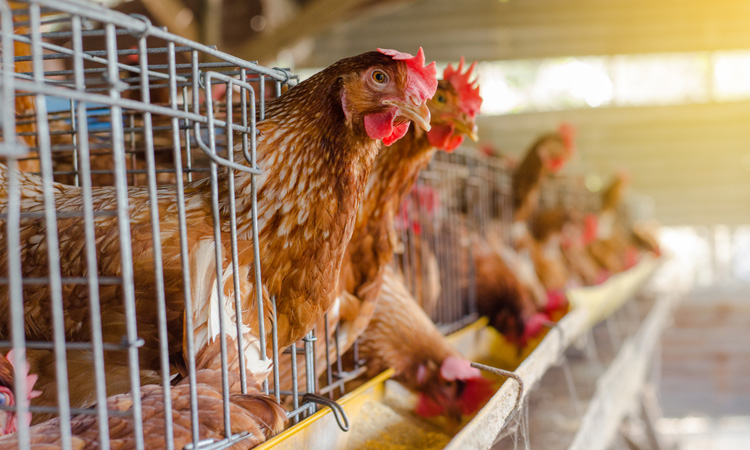 Study tests Campylobacter resistance in chickens