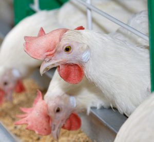 Nando's commits to improve chicken welfare standards across supply chain