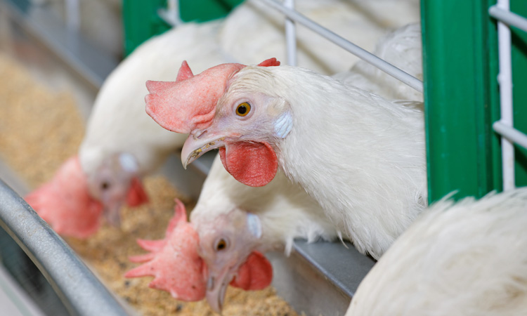 Nando's commits to improve chicken welfare standards across supply chain