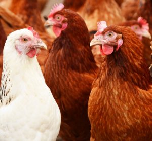 Scottish farmers urged to boost security after bird flu case