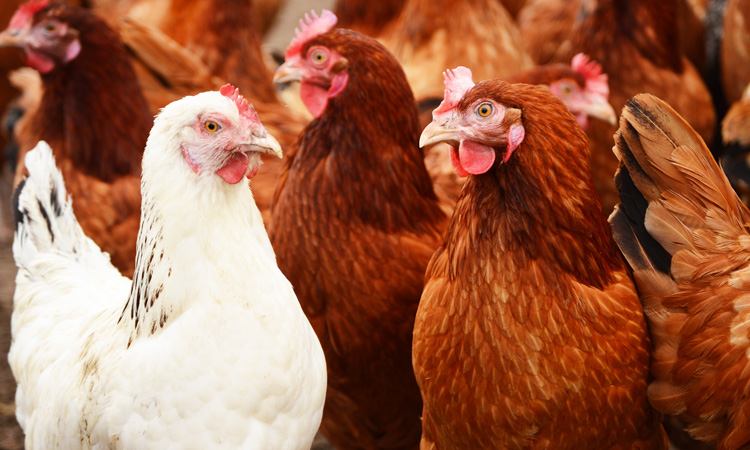 Scottish farmers urged to boost security after bird flu case