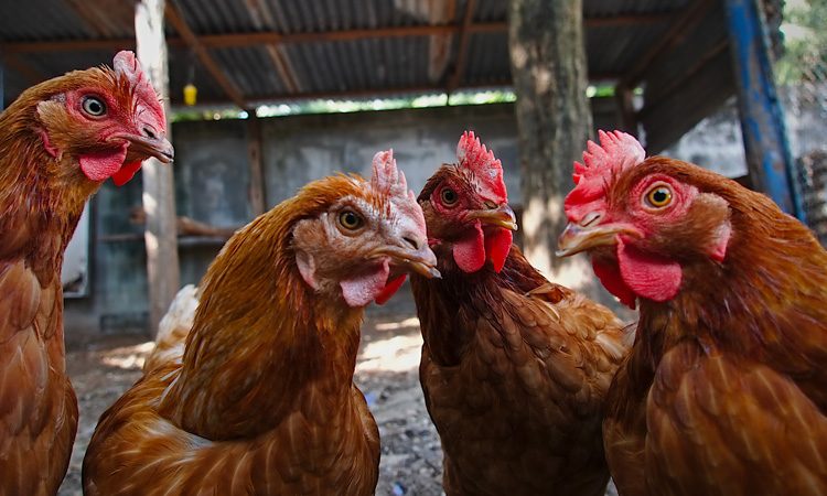 Unregulated antibiotics heading for poultry farm seized at UK airport