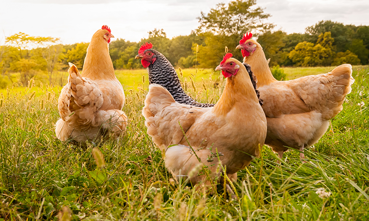 mesures de grippe aviaire ont été assouplies