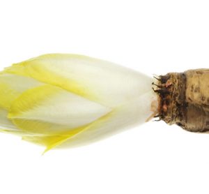 chicory-root-beneo