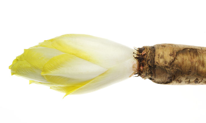 chicory-root-beneo