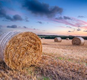 chris-elliott-agriculture-city-food-lecture