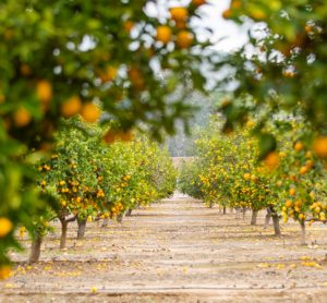 Co-creating citrus flavours with virtual reality