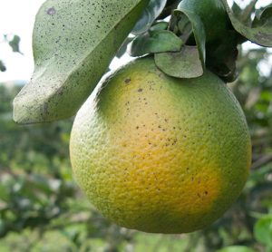a lemon affected by citrus greening disease