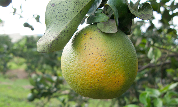a lemon affected by citrus greening disease