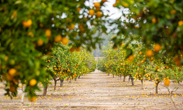 Co-creating citrus flavours with virtual reality