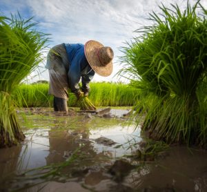Benefits of climate services for agriculture outweigh costs, says report