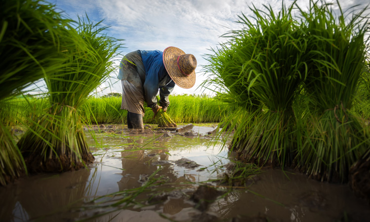 Benefits of climate services for agriculture outweigh costs, says report