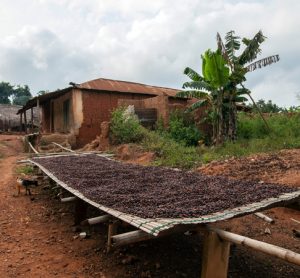 Ivory Coast and Ghana lift threat to cocoa sustainability schemes