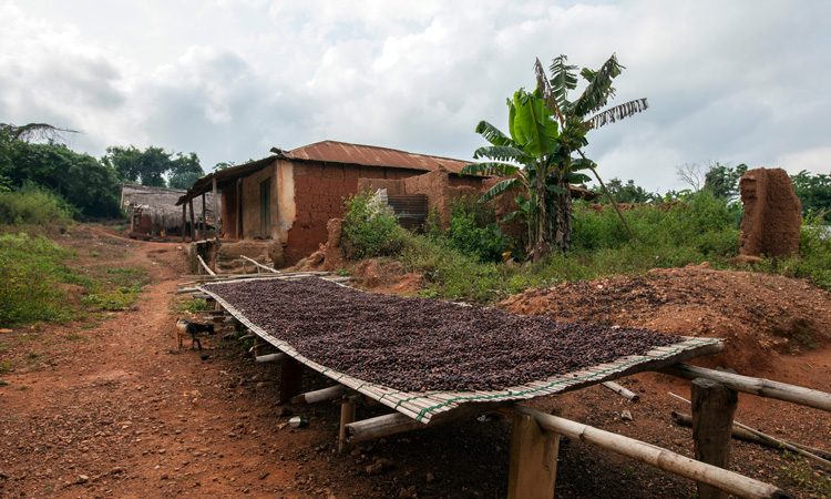 Ivory Coast and Ghana lift threat to cocoa sustainability schemes