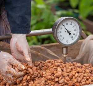 Research shows how changes made at processing stage can alter chocolate flavour