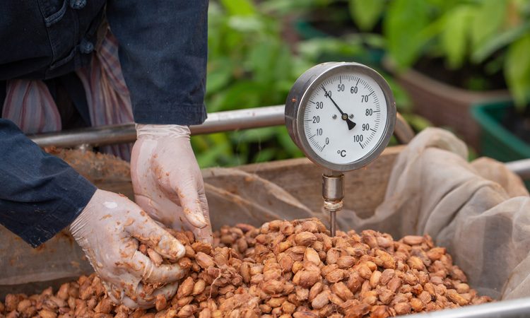 Research shows how changes made at processing stage can alter chocolate flavour