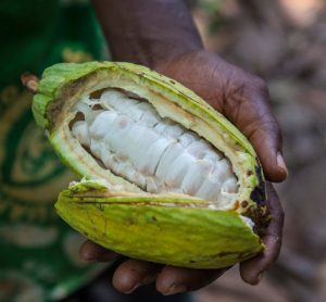Nestlé reports 'significant progress' in cocoa restoration efforts