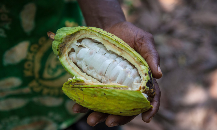 Nestlé reports 'significant progress' in cocoa restoration efforts