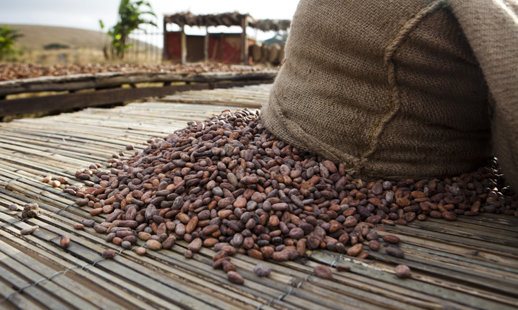 Cargill leverages technology to improve cocoa transparency