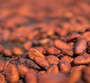 cocoa-farming-