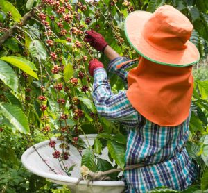 Coffee industry