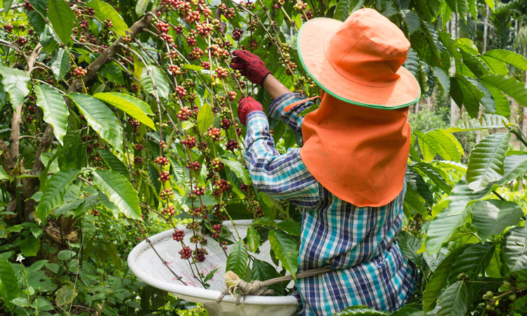 Coffee industry