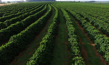 coffee plantation