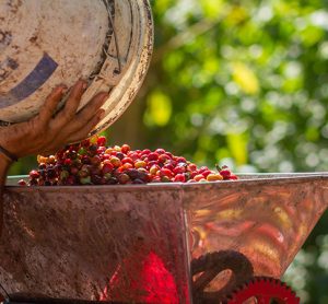 Coffee pulp is being used to regenerate post-agricultural land