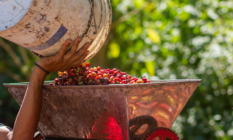 La pulpe de café est utilisée pour régénérer les terres post-agricoles