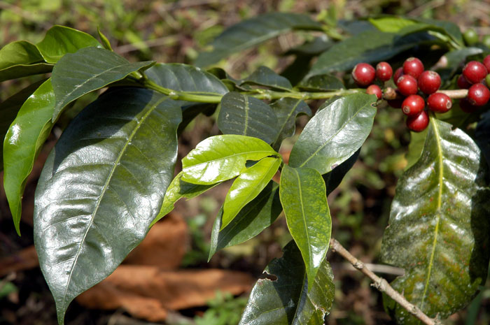 coffee tree planting to offset carbon emissions