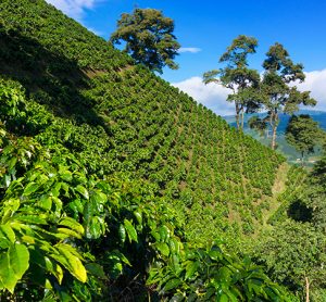 Colombia is the third largest coffee producer in the world