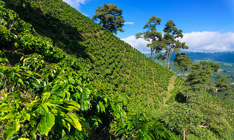 La Colombie est le troisième producteur mondial de café