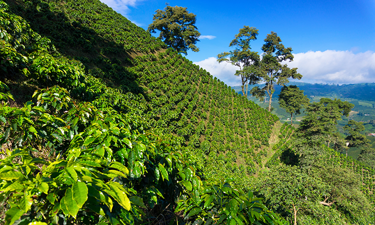 Colombia is the third largest coffee producer in the world