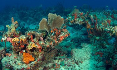 Coral reef sustainability: global awareness and solutions