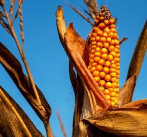 aflatoxin in corn