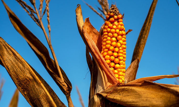 aflatoxin in corn