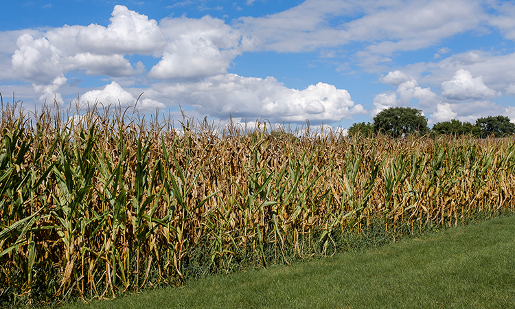 corn belt USA