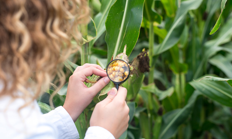 Mycotoxin risk assessment and management