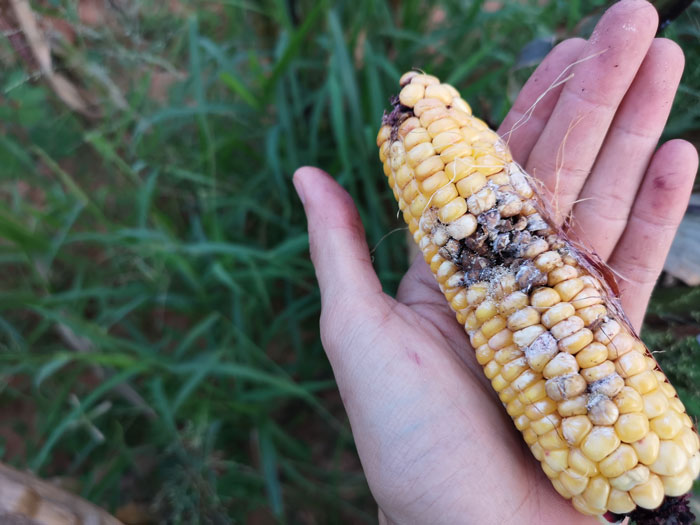 Mouldy corncobs illustrate high-tech farming benefits