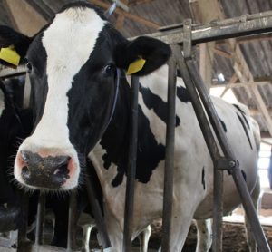 Report analyses the future of sustainability in the dairy industry