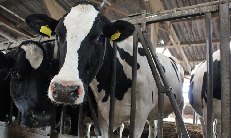 Report analyses the future of sustainability in the dairy industry