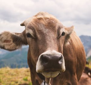 antibiotic sales down cow