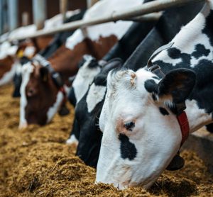 Cows eating